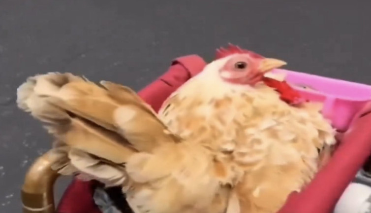 Boynu kırılarak felç kalan tavuk sevgi ve ilgi ile iyileşti