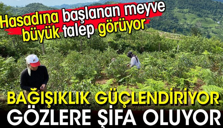 Bağışıklığı güçlendiriyor gözlere şifa oluyor! Hasadına başlanan meyve büyük talep görüyor