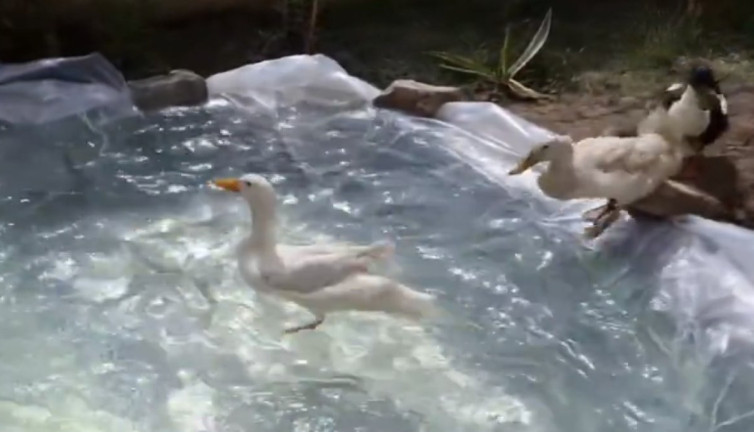 Ördeklerine özel havuz yaptı