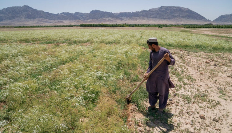 Taliban'ın haşhaş yasağı Afganları ölüme sürüklüyor