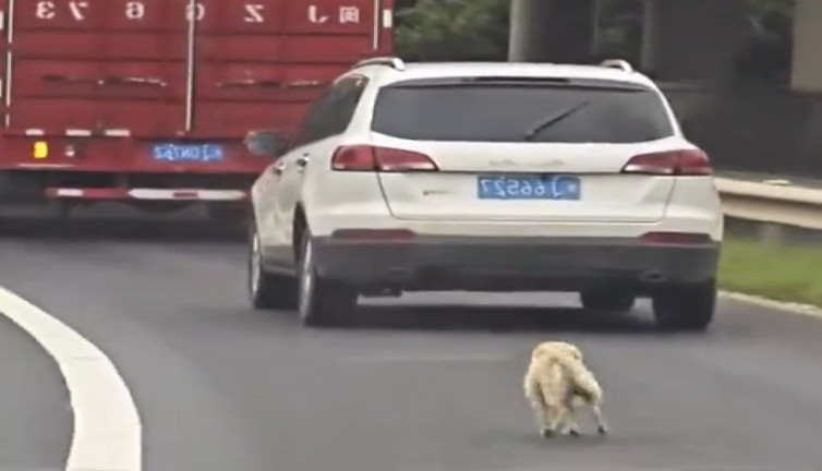 Kendisini terk eden sahibinin peşinden koştu