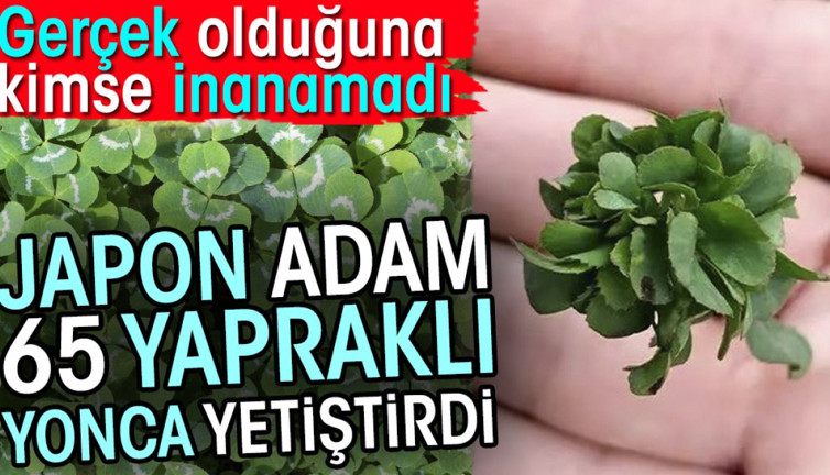 Japon adam 65 yapraklı yonca yetiştirdi. Gerçek olduğuna kimse inanmadı