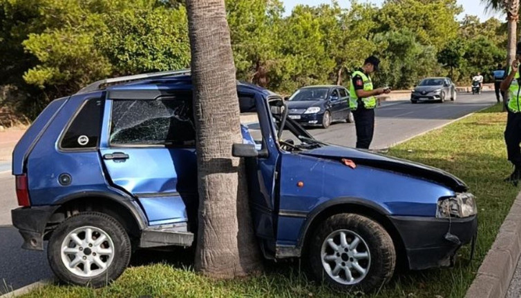 Palmiyeye ağacı can aldı