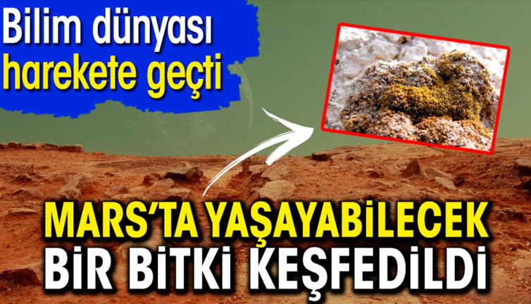Mars'ta yaşayabilecek bir bitki keşfedildi. Bilim dünyası harekete geçti