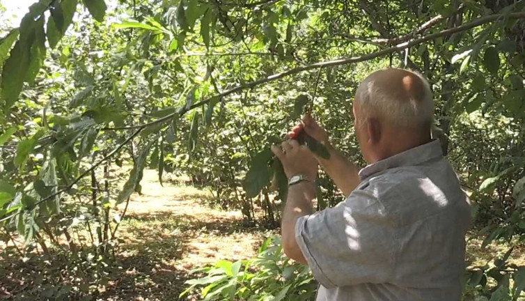 Hasat eylül ayında başlayacak. 400 ton rekolte bekleniyor