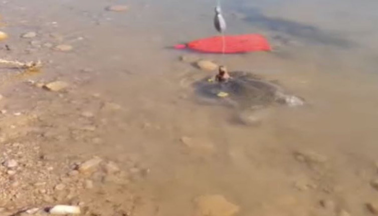 Batman’da nesli tehlikedeki Fırat kaplumbağası oltaya takıldı