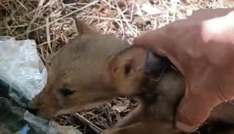 Çiftçi kötü halde bulduğu yavru tilkiye can verdi