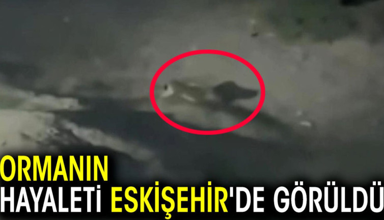 Ormanın hayaleti Eskişehir'de görüldü