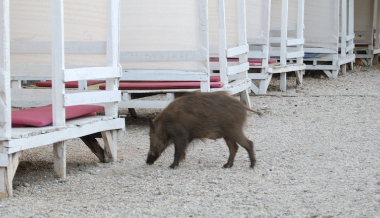 Domuz yavruları plaja indi