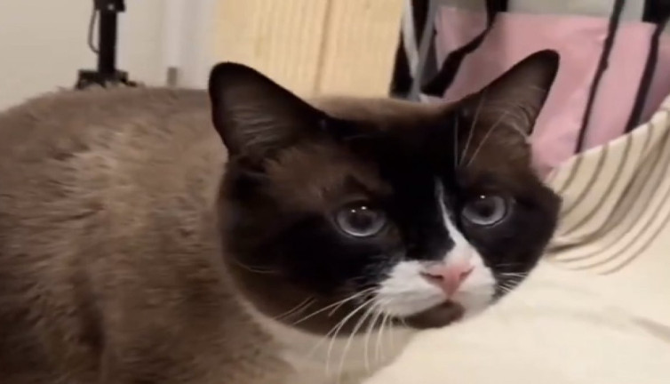 Şiddet gören saldırgan kediyi sevgiyle iyileştirdiler