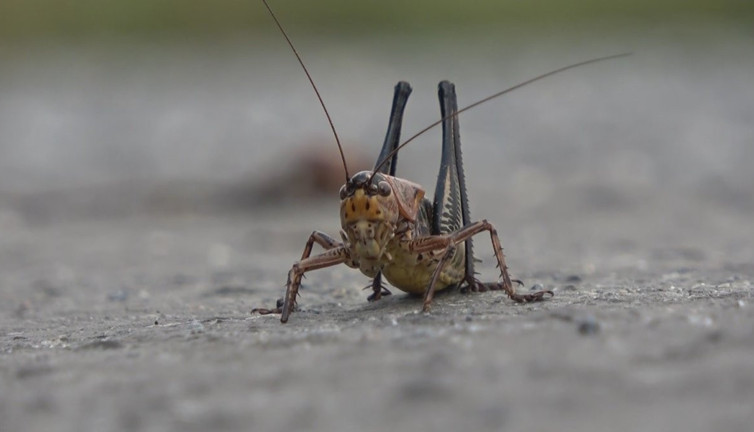 Bir ili çekirgeler bastı. Köylüler diken üzerinde