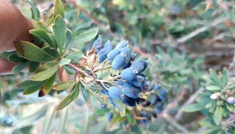 Türkiye'de kıymeti bilinmiyor. Rusların şifa deposu