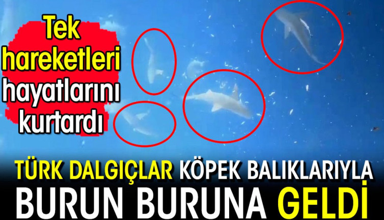 Türk dalgıçlar köpek balıklarıyla burun buruna geldi! Tek hareketleri hayatlarını kurtardı