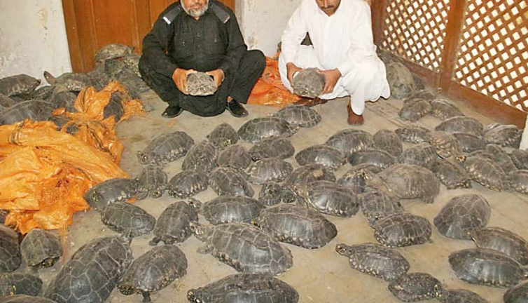 Yüzlerce kaplumbağa kurtarıldı