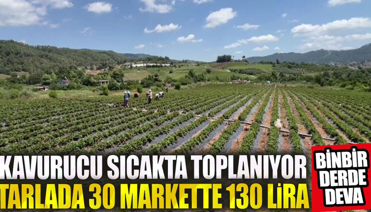 Binbir derde deva! Kavurucu sıcakta toplanıyor. Tarlada 30 markette 130 TL