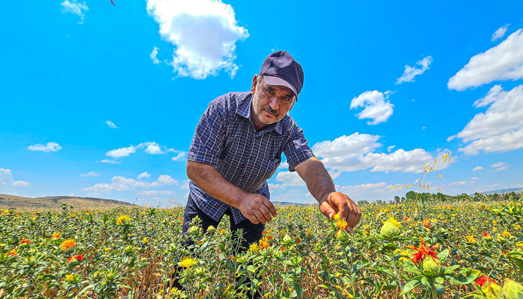 İlk kez ekti. Satacak yer arıyor