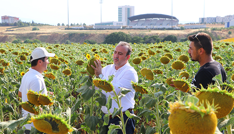 Yerli hibrit ayçiçeği tohumu ücretinin tercihi
