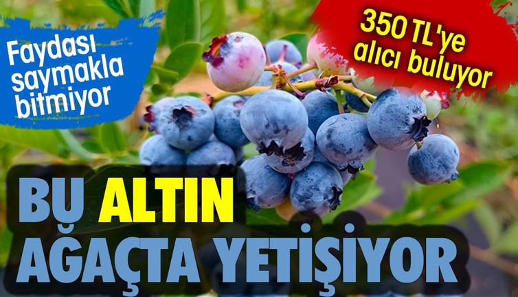 Bu altın ağaçta yetişiyor. 350 TL'ye alıcı buluyor. Faydası saymakla bitmiyor
