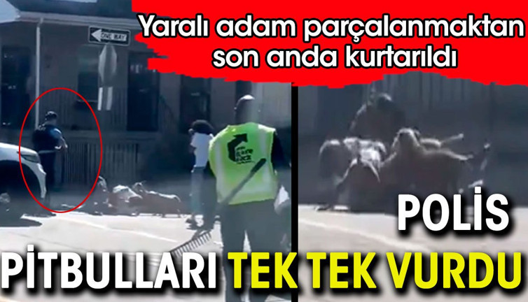 Polis pitbullları tek tek vurdu. Yaralı adam parçalanmaktan son anda kurtarıldı