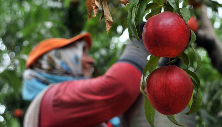 Bursa şeftalisi AB'den coğrafi işaret tescili aldı