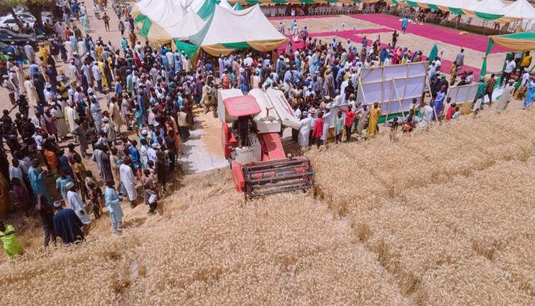 Nijerya 800.000 ton buğday üretmek için seferber oldu