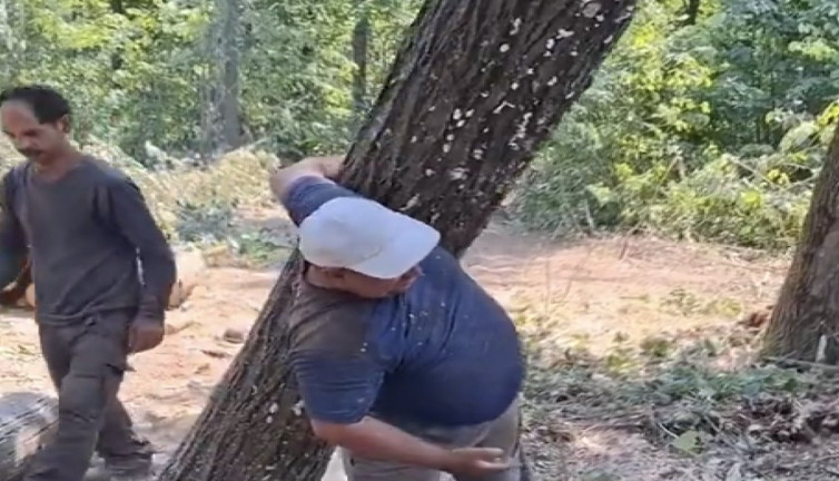 Dev gibi kütüğü tek başına taşıdı