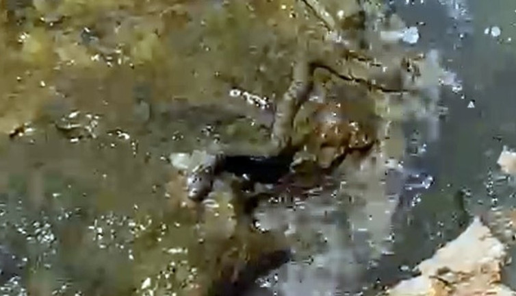 İlginç başlı ve kulakları dışarıda yılan Muğla'da görüldü