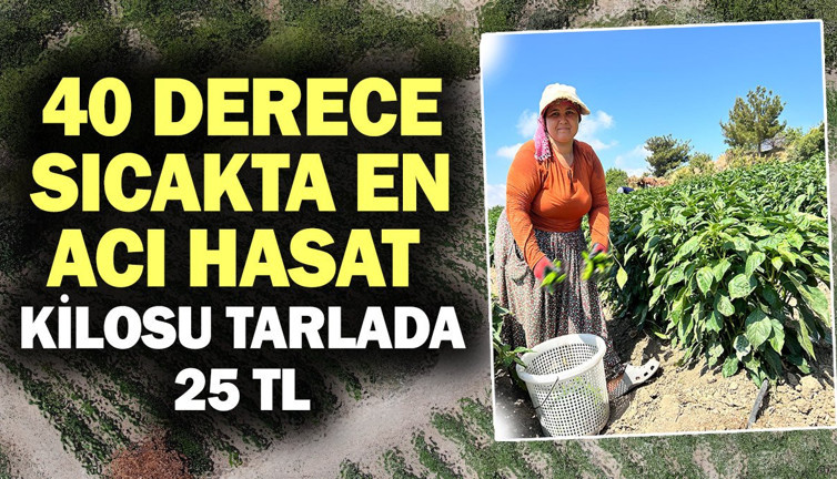 Kilosu tarlada 25 TL'den gidiyor büyük ilgi görüyor. 40 derecenin altında hasat ediliyor