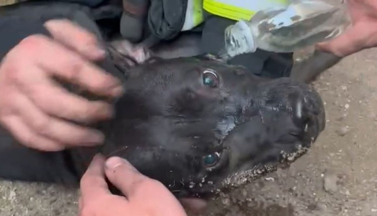 Hayat kurtaran müdahale