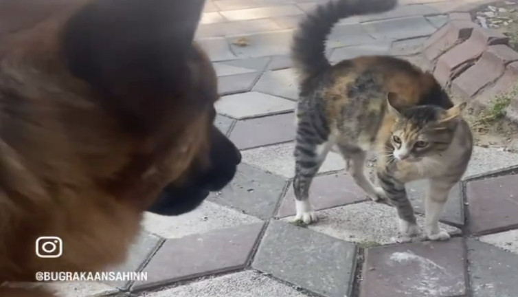 Gözü kara kedi Alman kurdu olan köpeğe saldırmaya çalıştı