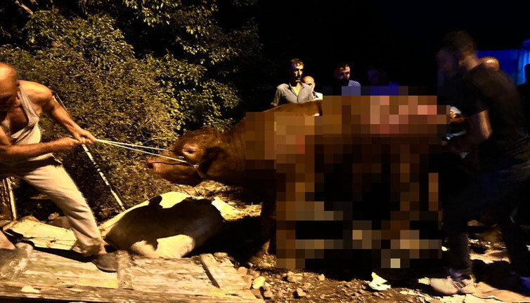 Tunceli'de feci ahır yangını. 16 büyükbaş öldü 18'i yaralandı