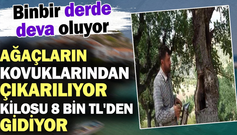 Ağaçların kovuklarından çıkarılıyor kilosu 8 bin TL'den gidiyor! Binbir derde deva