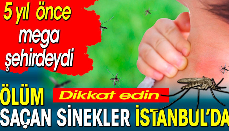 Ölüm saçan sinekler İstanbul’da. 5 yıl önce mega şehirdeydi