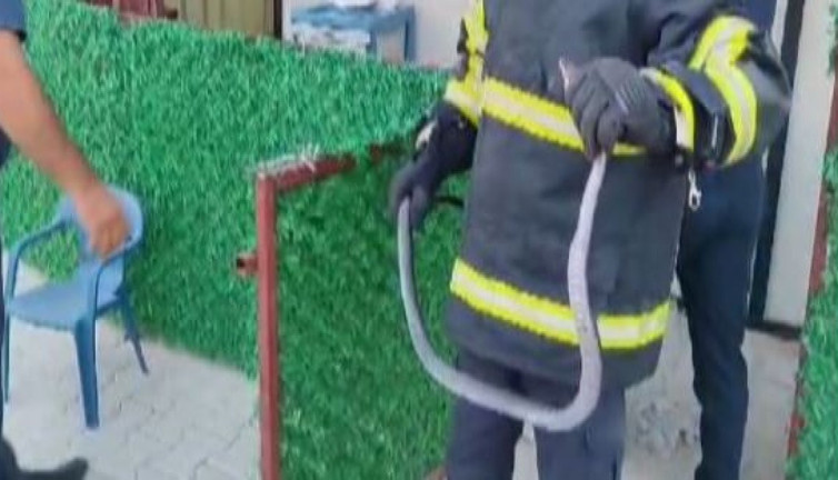 Depremzedelerin yılan korkusu