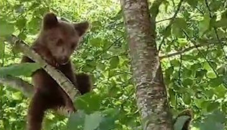 Kapısına gelen ayıyı evine aldı