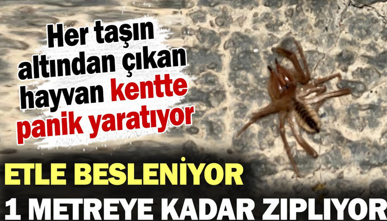 Her taşın altından çıkan hayvan kentte panik yaratıyor! Etle besleniyor 1 metreye kadar zıplıyor...