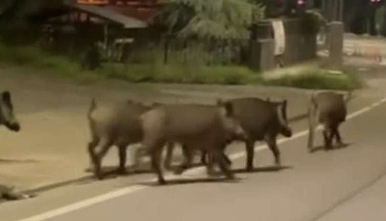 5 domuz karayolunda koşturdu