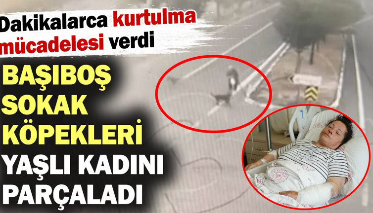 Başıboş sokak köpekleri yaşlı kadını parçaladı! Dakikalarca kurtulma mücadelesi verdi