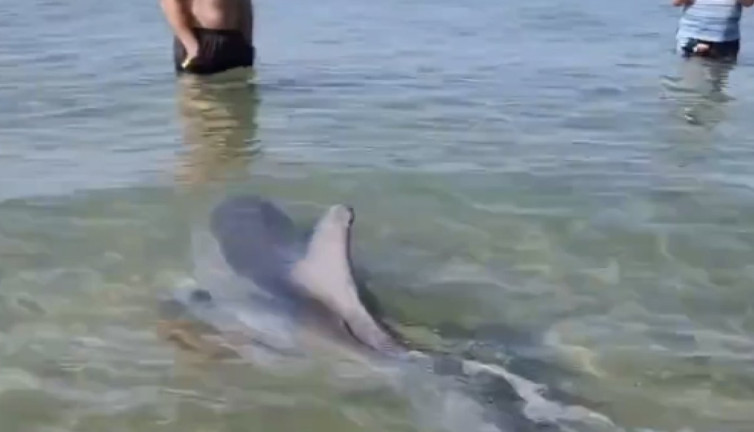 Deniz kenarında yüzen insanlarla oynayan yunus gülümsetti