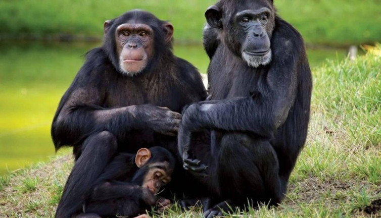 İnsanlar gibi sohbet ediyor