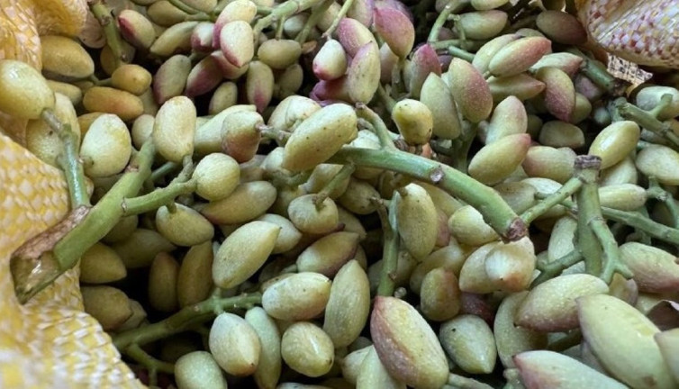 Fıstık hırsızları kıskıvrak yakalandı