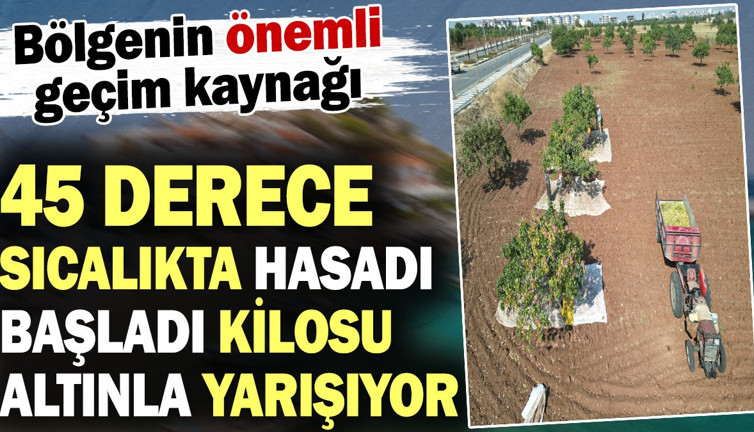 Kilosu altın ile yarışıyor 45 derecede hasadına başlandı! Bölgenin önemli geçim kaynağı