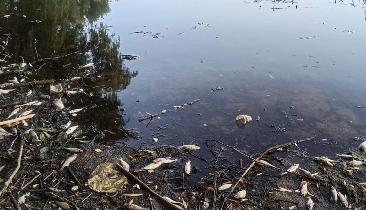 Gölcük Gölü'nde balık ölümleri başladı