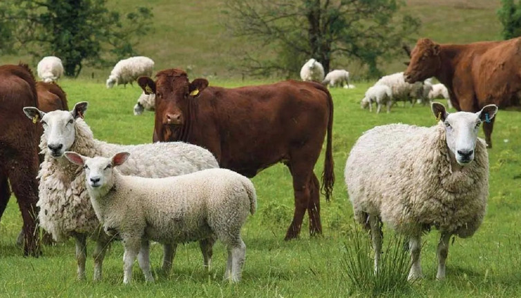 Hayvancılıkta destek tutarları belli oldu