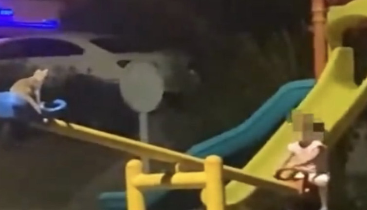 Kedi ve çocuğun tahterevalli keyfi izleyenleri gülümsetti