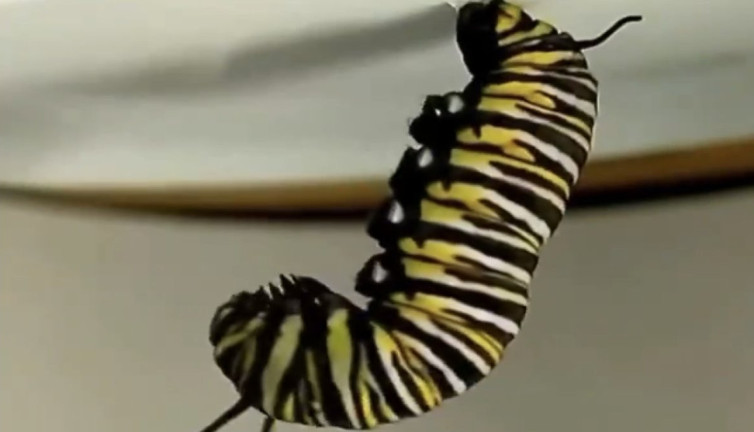 Tırtılın kelebeğe dönüşme anı izleyenleri büyüledi