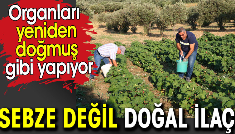 Sebze değil, doğal ilaç! Organları yeniden doğmuş gibi yapıyor