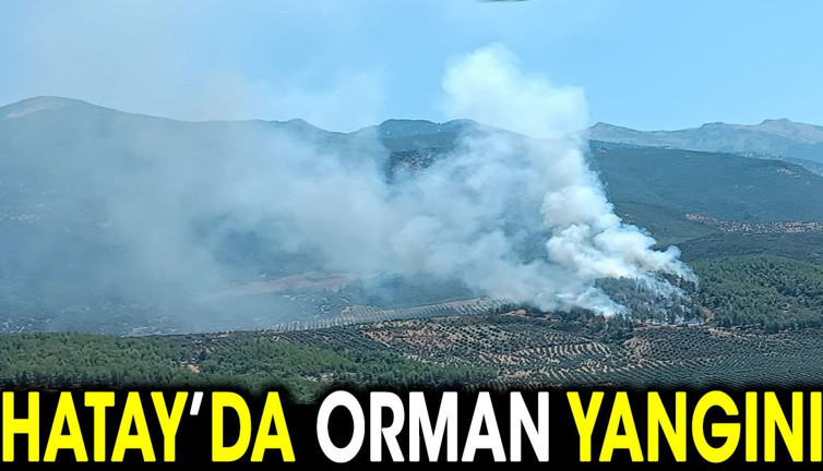 Hatay'da orman yangını (28 Temmuz 2024)