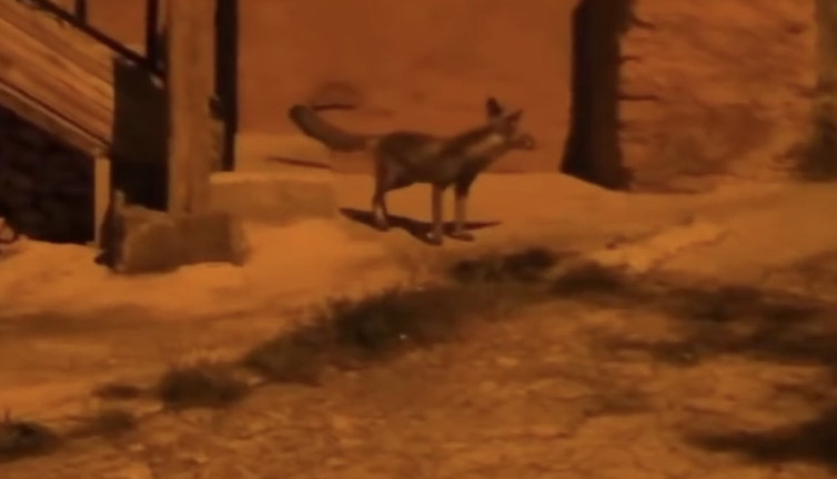 Aç kalıp köye inen tilkiye besleyen vatandaşlar