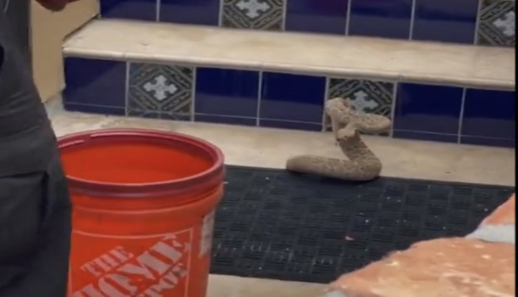 Zehirli çıngıraklı yılanı maşayla yakalayan güvenlik görevlisi